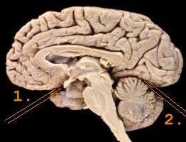 Brain