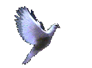 Doveanim