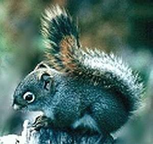 Sqbaby1