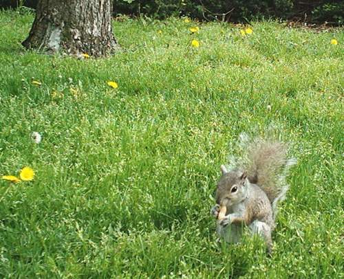 Squirlongrass